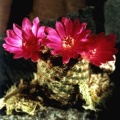 Sulcorebutia breviflora