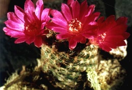 Sulcorebutia breviflora