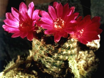 Sulcorebutia breviflora