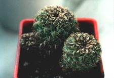 Sulcorebutia sp. Butuis