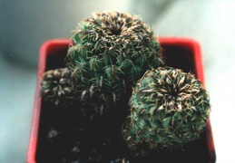 Sulcorebutia sp. Butuis