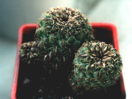 Sulcorebutia sp. Butuis