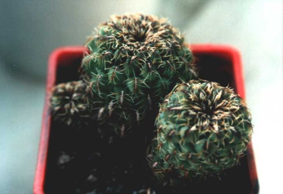 Sulcorebutia sp. Butuis