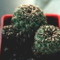 Sulcorebutia sp. Butuis
