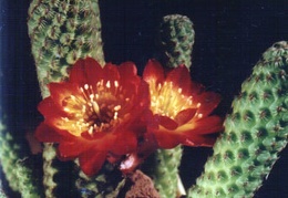 Sulcorebutia callecallensis