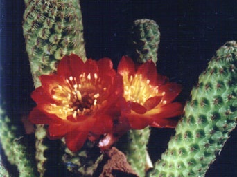 Sulcorebutia callecallensis