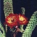 Sulcorebutia callecallensis
