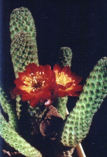 Sulcorebutia callecallensis