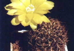 Sulcorebutia candiae