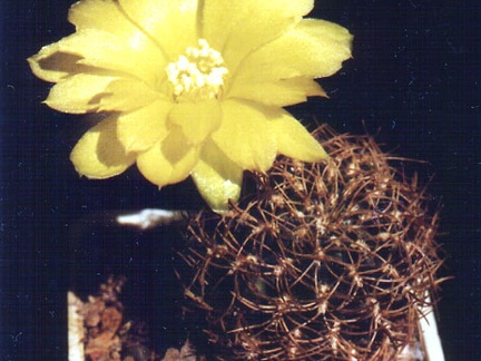 Sulcorebutia candiae