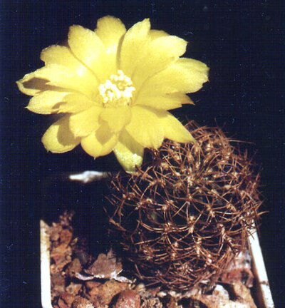 Sulcorebutia candiae