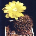 Sulcorebutia candiae