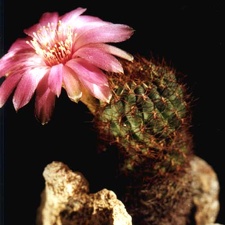 Sulcorebutia frankiana