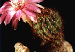 Sulcorebutia frankiana