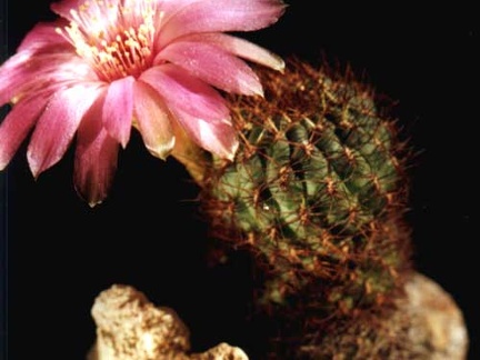 Sulcorebutia frankiana