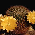 Sulcorebutia krahnii