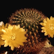 Sulcorebutia krahnii