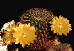 Sulcorebutia krahnii