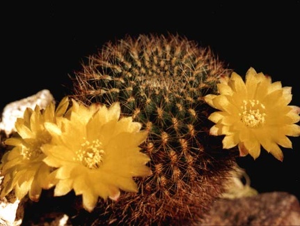 Sulcorebutia krahnii