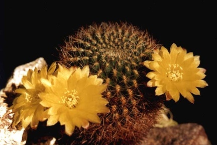 Sulcorebutia krahnii
