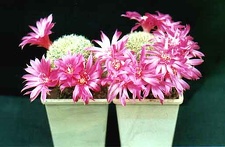 Sulcorebutia santaguiensis