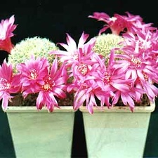 Sulcorebutia santaguiensis