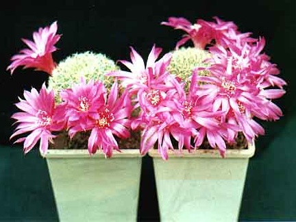 Sulcorebutia santaguiensis