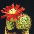 tiraquensis v eiectracanth