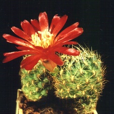 tiraquensis v eiectracanth