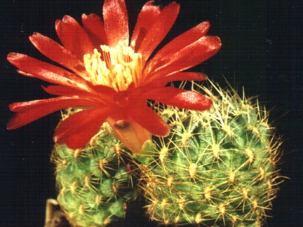 tiraquensis v eiectracanth