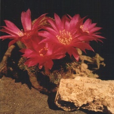 Sulcorebutia vasquesiana