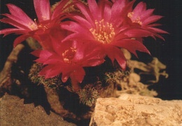 Sulcorebutia vasquesiana