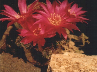 Sulcorebutia vasquesiana