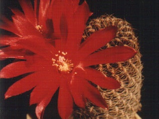 verticillata v cuprea