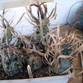 Tephocactus articulatus Burzak FG