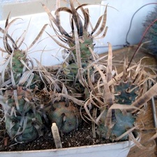 Tephocactus articulatus Burzak FG