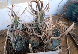 Tephocactus articulatus Burzak FG