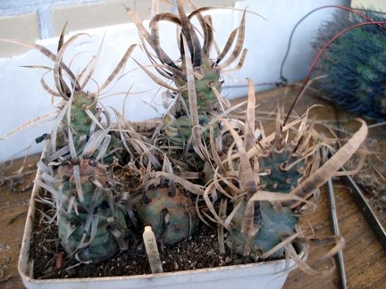 Tephocactus articulatus Burzak FG