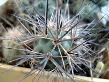 Tephocactus bruchii1 Burzak FG