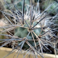 Tephocactus bruchii1 Burzak FG
