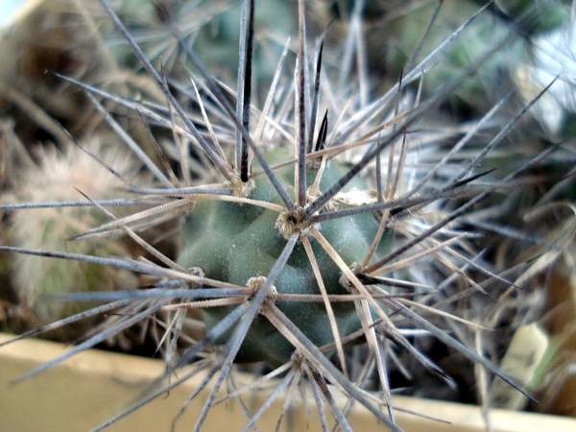 Tephocactus bruchii1 Burzak FG