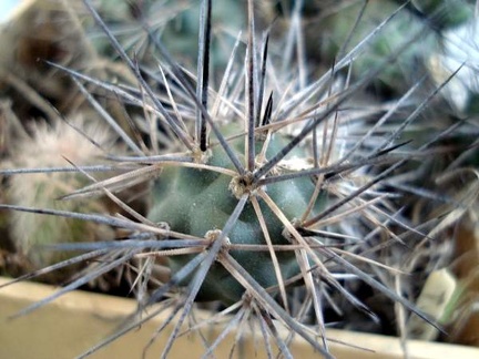 Tephocactus bruchii1 Burzak FG