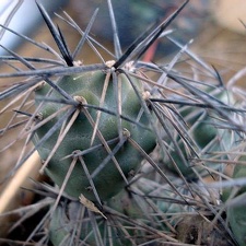 Tephocactus bruchii Burzak FG