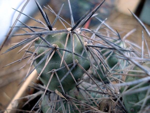 Tephocactus bruchii Burzak FG