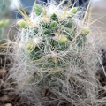 Tephocactus floccosus1 Burzak FG