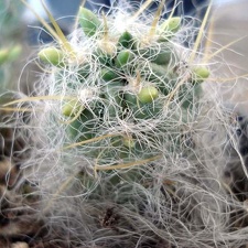 Tephocactus floccosus1 Burzak FG