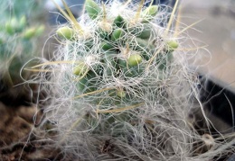 Tephocactus floccosus1 Burzak FG