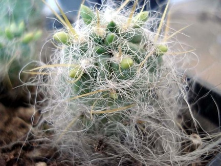 Tephocactus floccosus1 Burzak FG