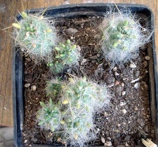 Tephocactus floccosus Burzak FG
