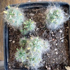 Tephocactus floccosus Burzak FG